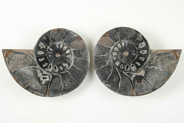 Cut/Polished Ammonite (Phylloceras?) Pair - Unusual Black Color #166020
